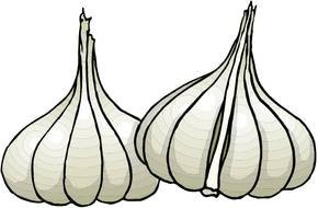 garlic as a picture for clipart