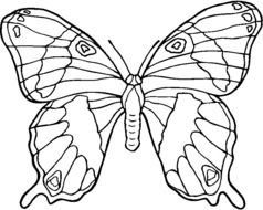 black and white butterfly as a picture for clipart