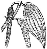 Pistachio Nuts drawing