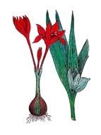 painted red plant with bulb