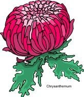 drawing of a pink dahlia with green leaves