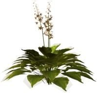 clipart of the plants