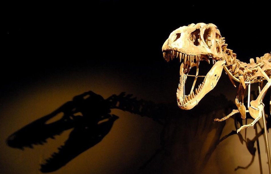 picture of the Dinosaur's skeleton in a dark