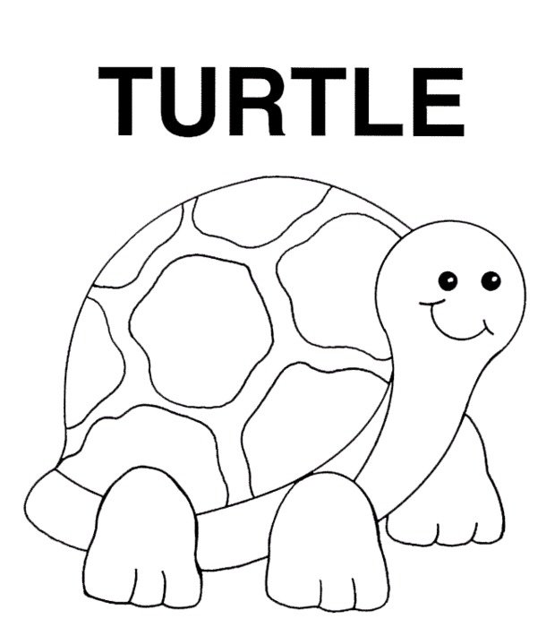 Turtle Coloring Page Ornate Box Reinancocolor