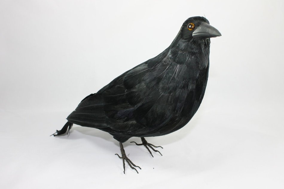 thrush as a picture for clipart