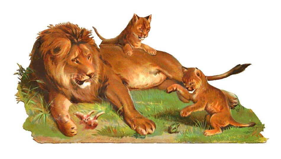 Drawing of Of Lion family