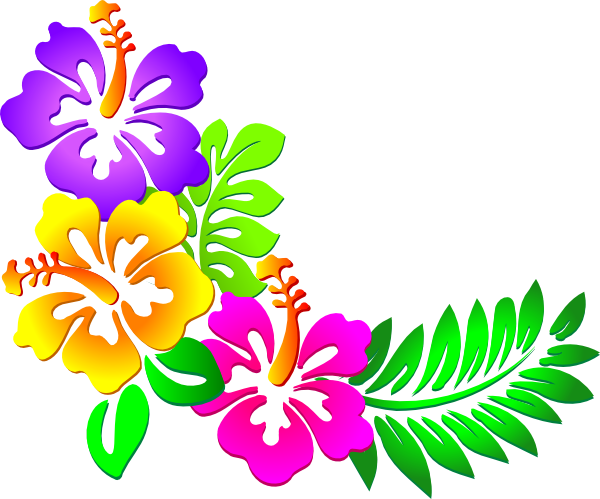 Colorful Hibiscus Flowers Free Image Download