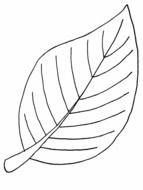 Leaf Coloring Pages drawing