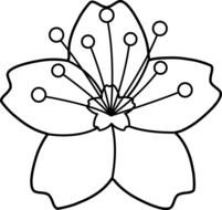 Cherry Blossom Drawings Free N2