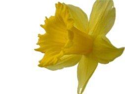 yellow daffodil bud on a white background