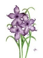drawing of purple daffodils on a white background