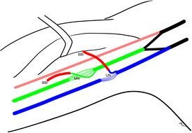 Elbow Of Flexion In Upper drawing