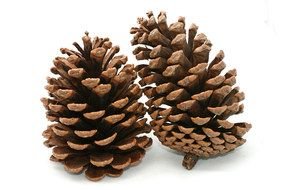 Clipart of Pine Cones