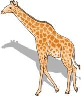 Clip art of Giraffes