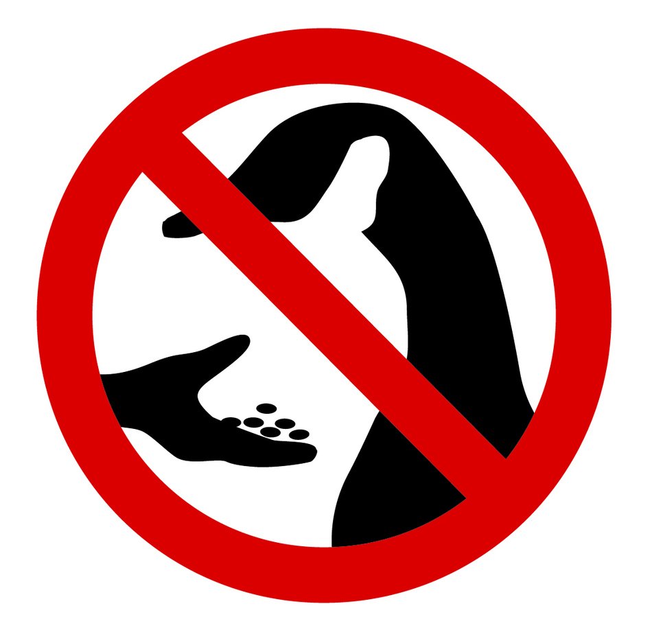 do not feed geese