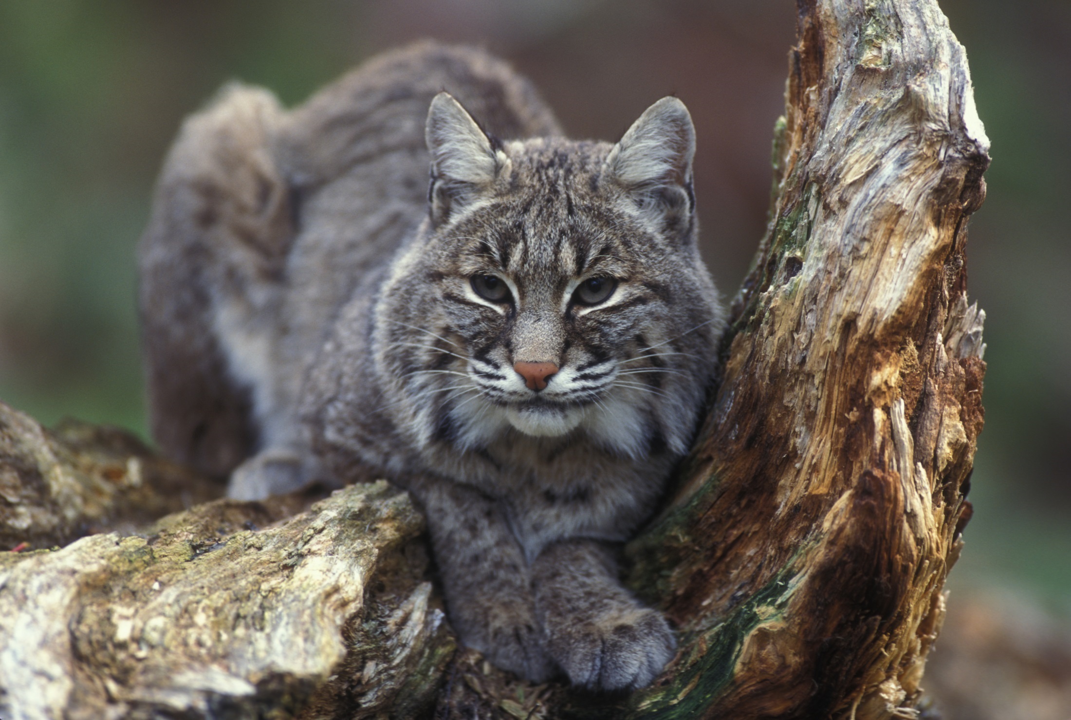 Gray lynx sits on a tree in the wild free image download