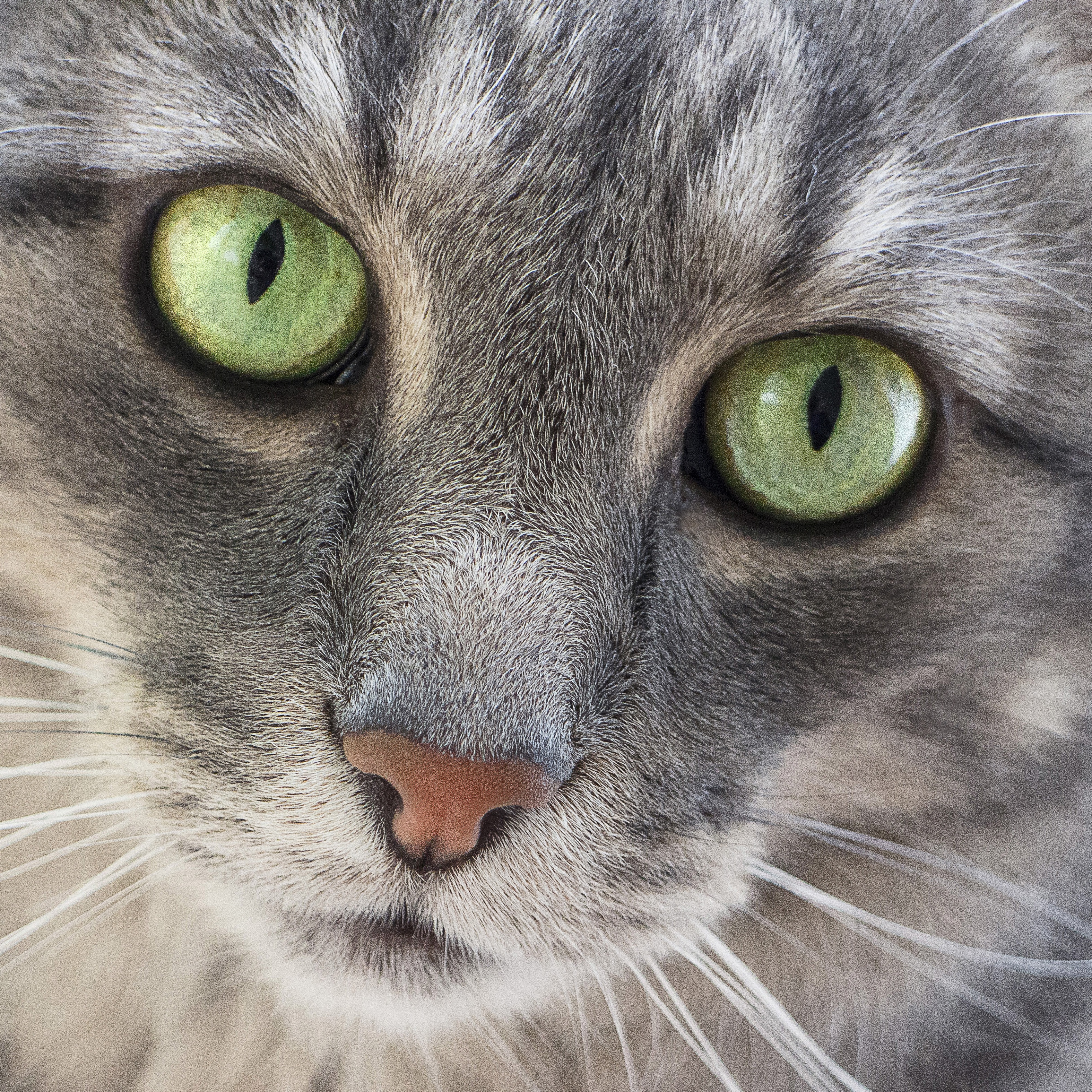 Редкие цвета кошек. Серая кошка с зелеными глазами. Кот серый. Серая кошка с изумрудными глазами. Серый кот с зелеными глазами.