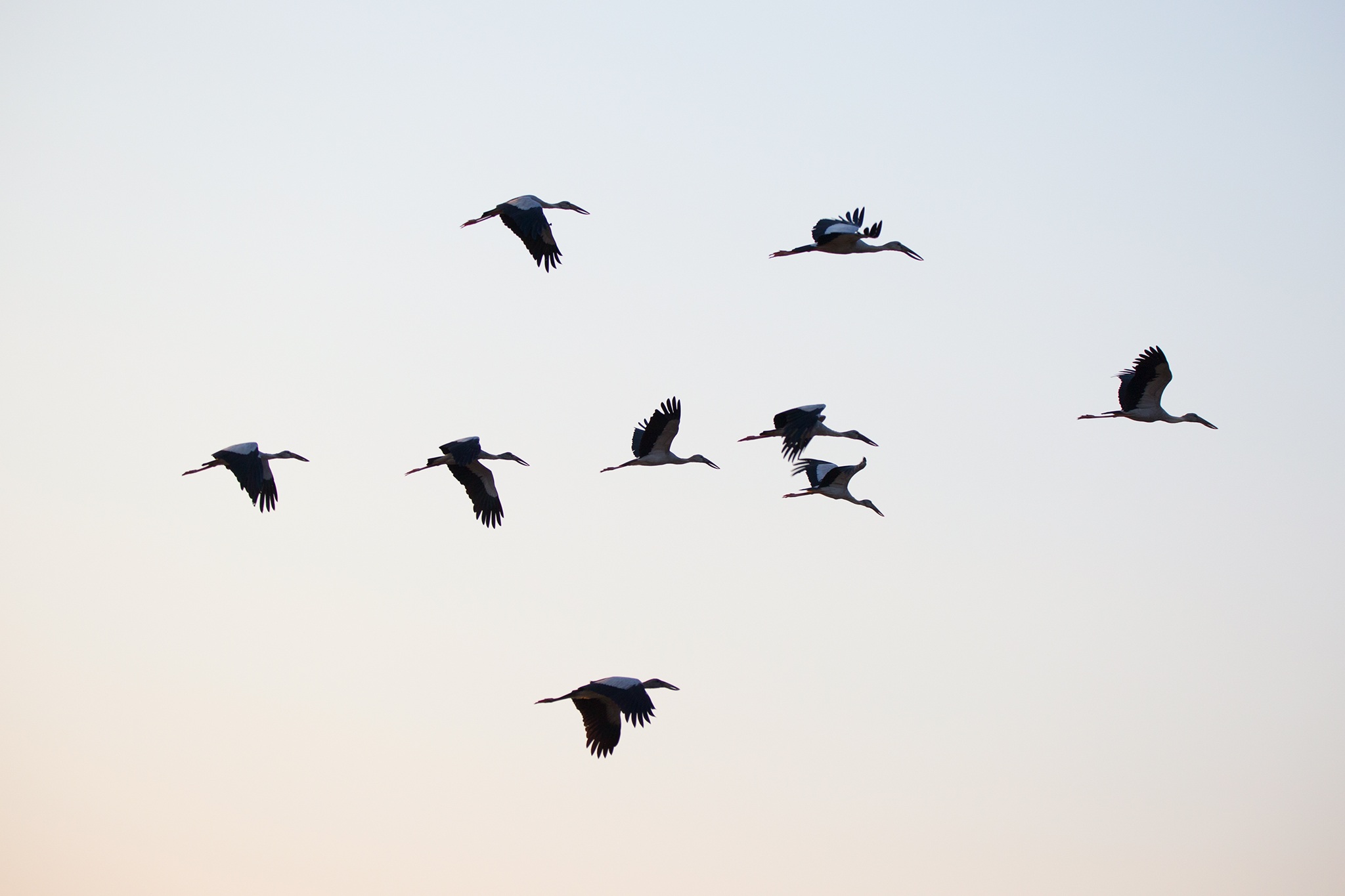 Asian birds fly in the sky free image download