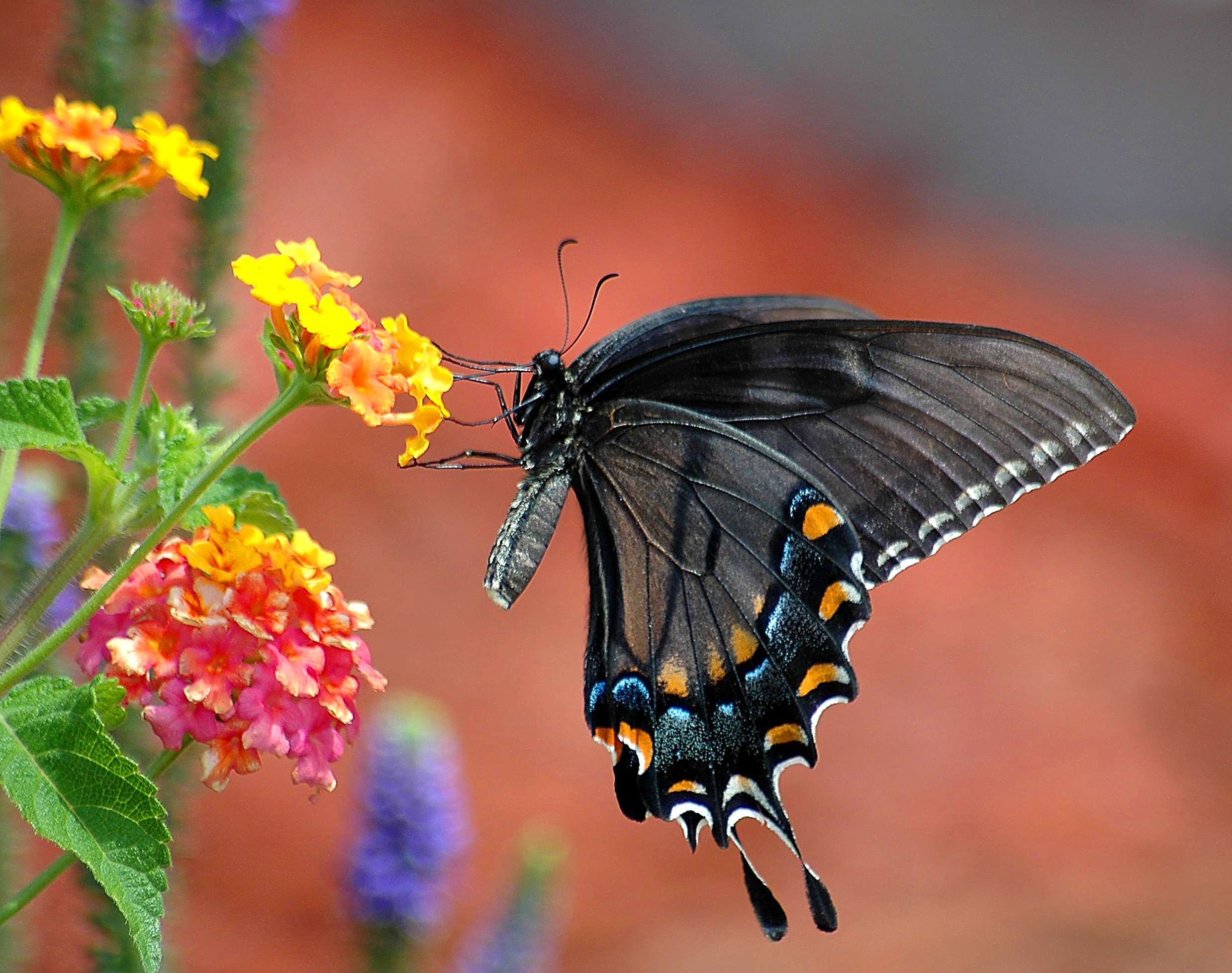 Top butterfly. Black Swallowtail бабочка. Бабочка со сложенными крыльями. Черный Махаон на цветке. Лето насекомые.
