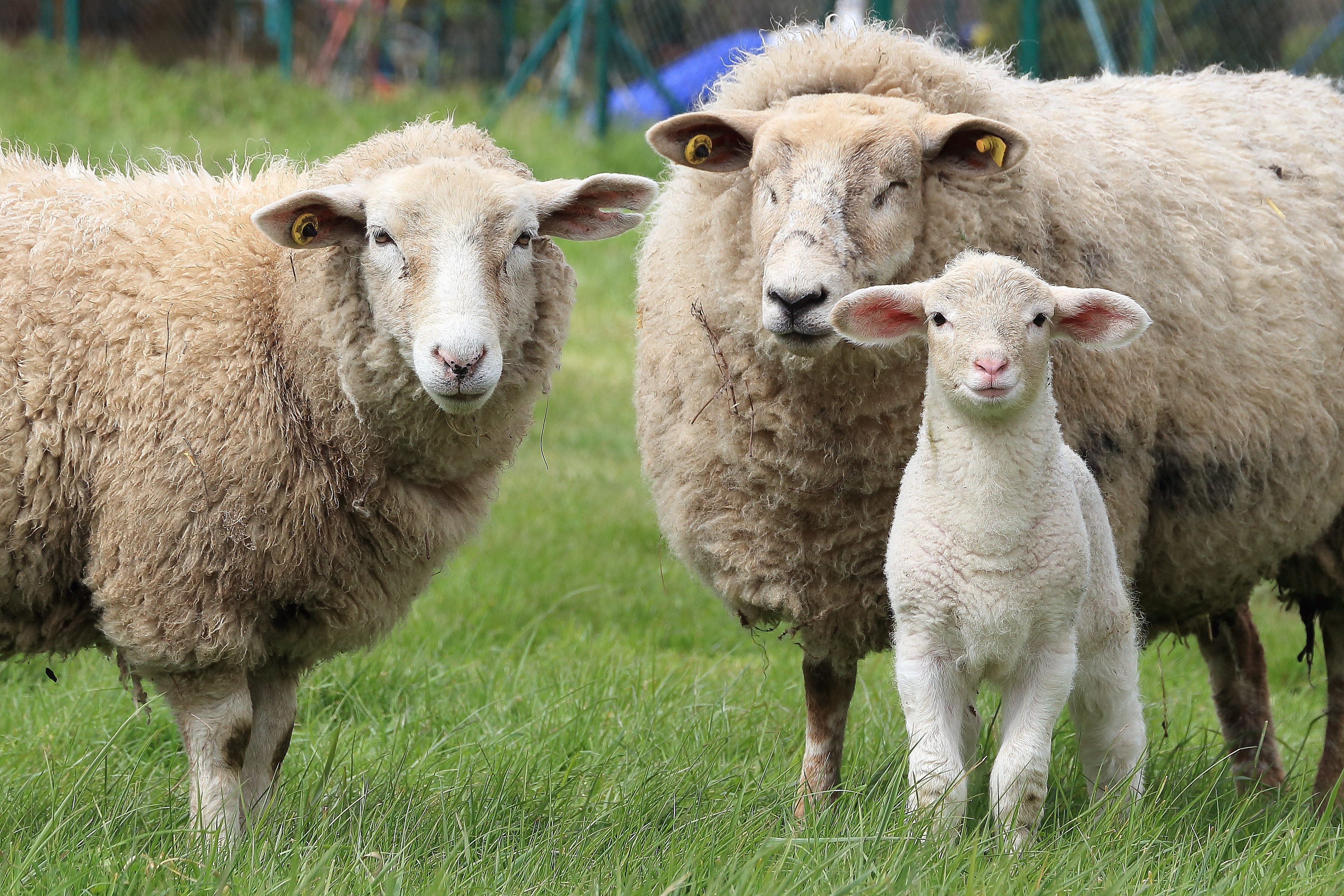 Домашние картинки. Бурятская полугрубошерстная порода овец. Армянская полугрубошерстная овца. Баран овца ягненок. Дорсет порода овец.