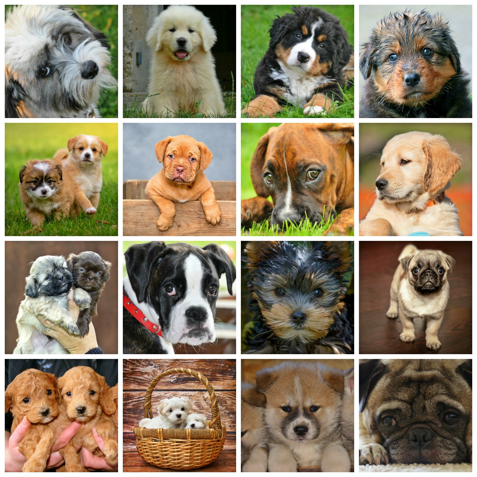 Небольшие породы собак с фотографиями. Собачки разных пород. Фотографии собак разных пород. Породы собак домашних. Щенки разных пород.
