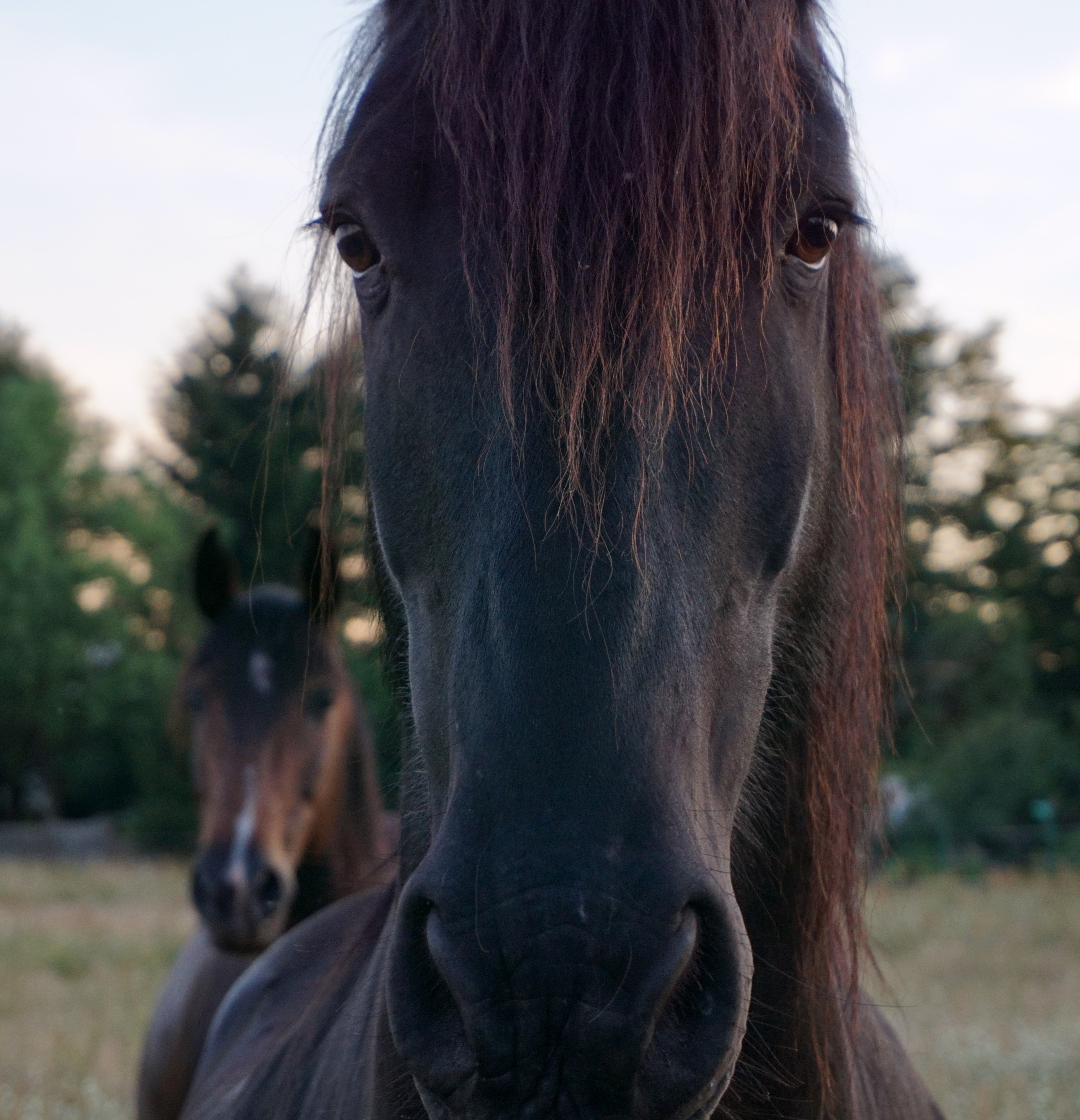 Chic Horse Head Portrait free image download