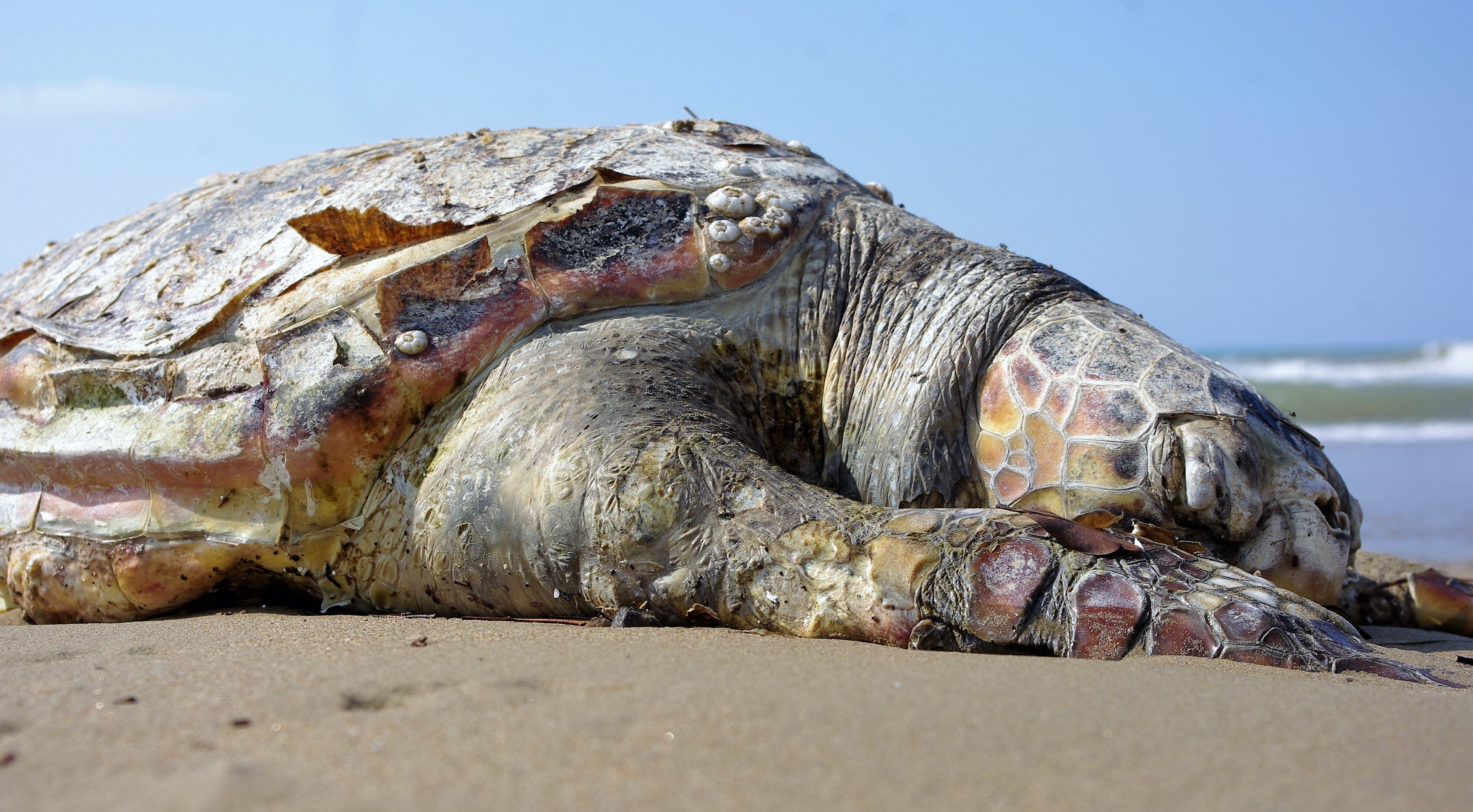 Мертвые морские черепахи