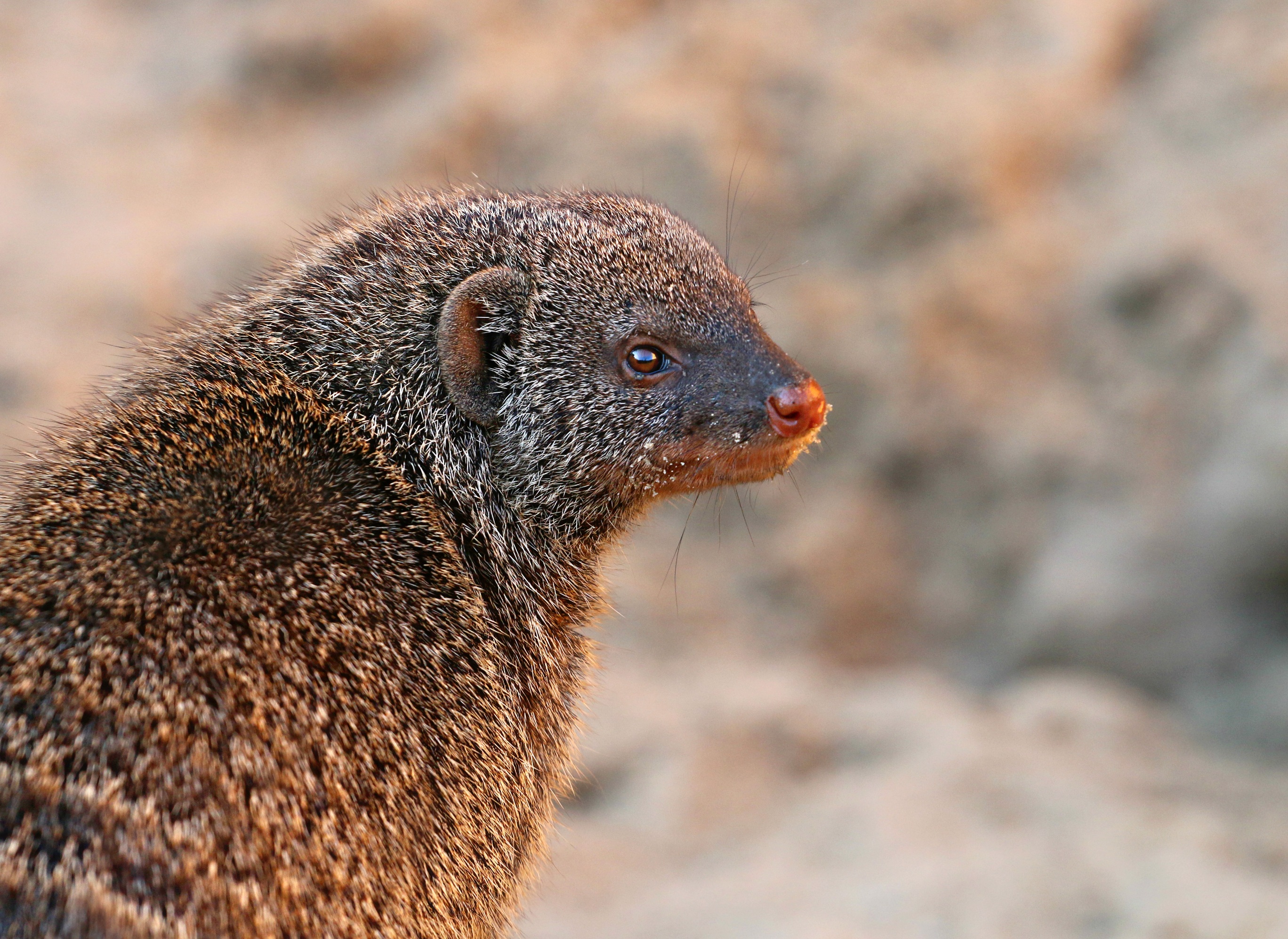 Mongoose Predator portrait free image download