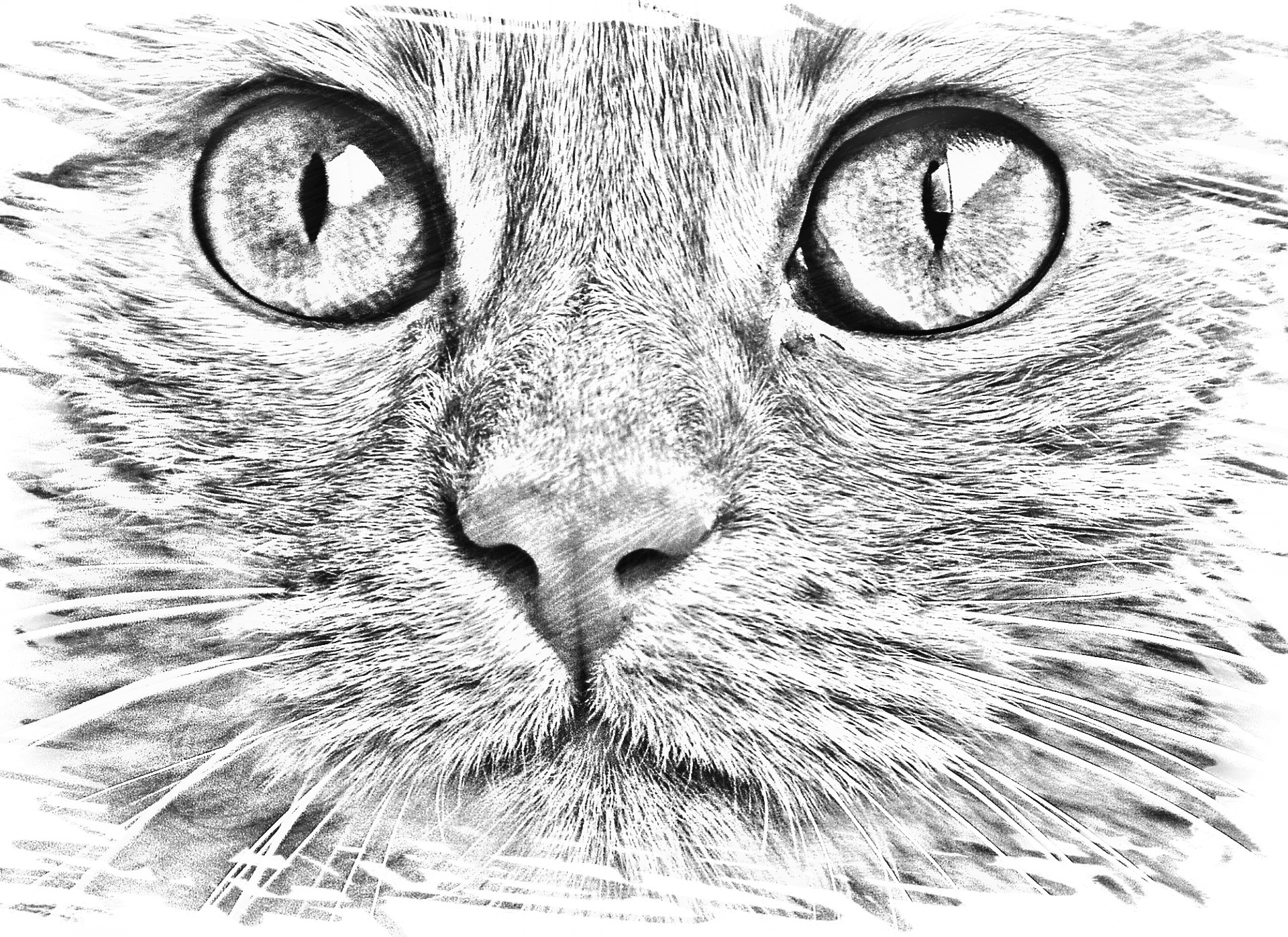 Мордочка кошки карандашом