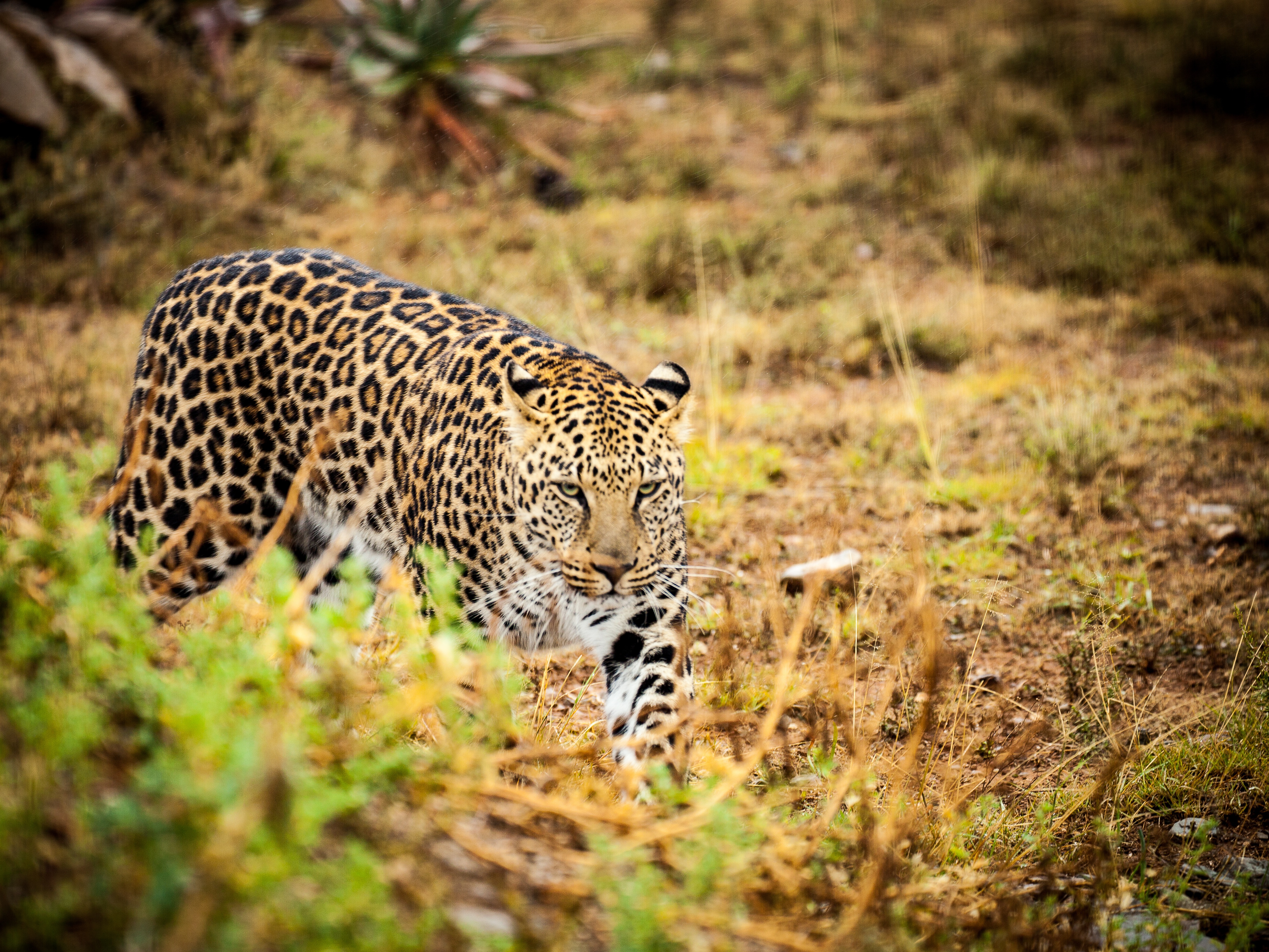 Мир леопардов