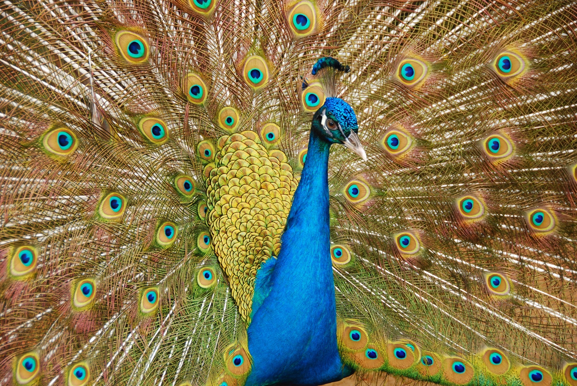 Peacock with colorful plumage close-up free image download