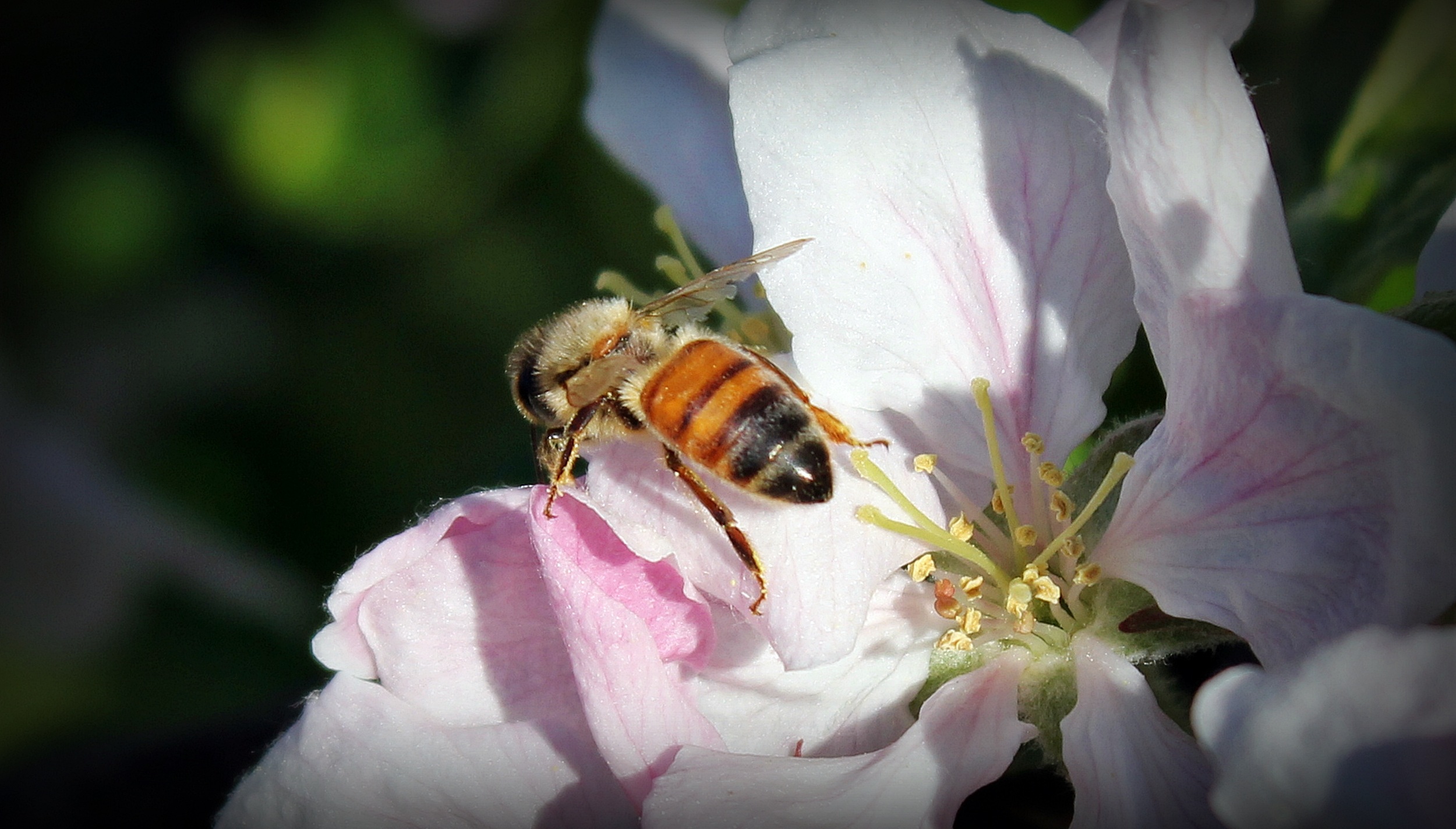 Опылители чудо. Пчелы на цветах яблони. Пчела на цветке яблони. Пчела опыляет яблоню. Шмель на цветке яблони.