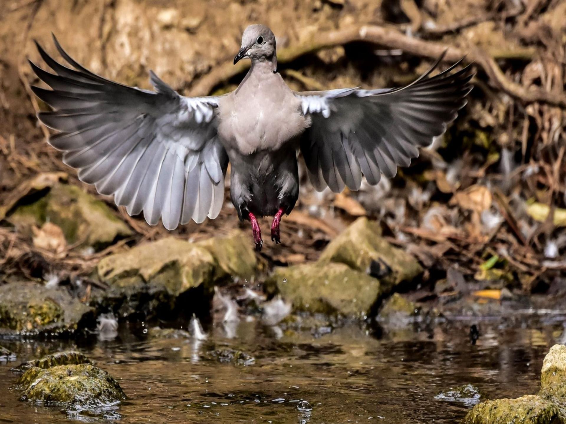 Charming Birds free image download