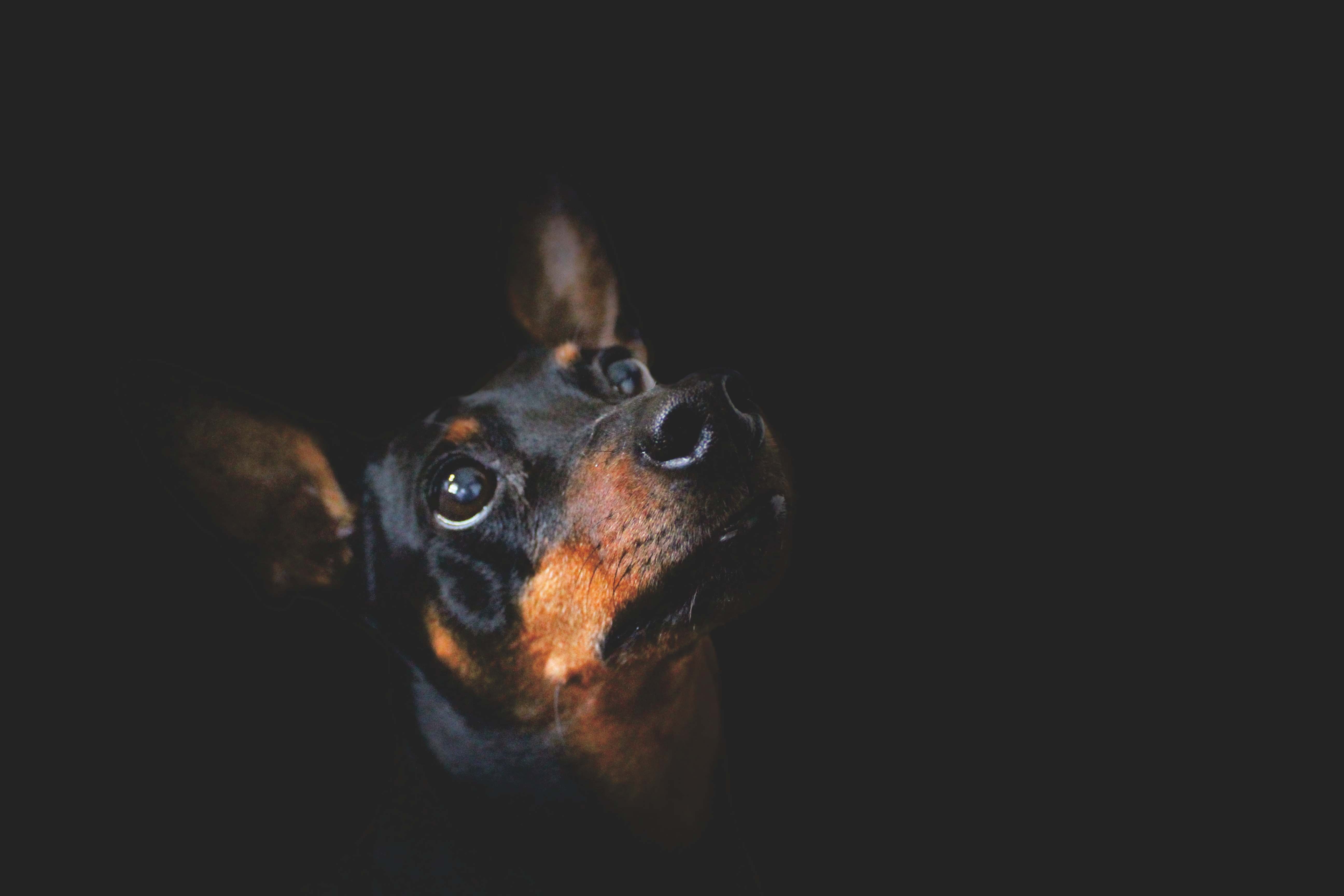 Dog in a dark free image download