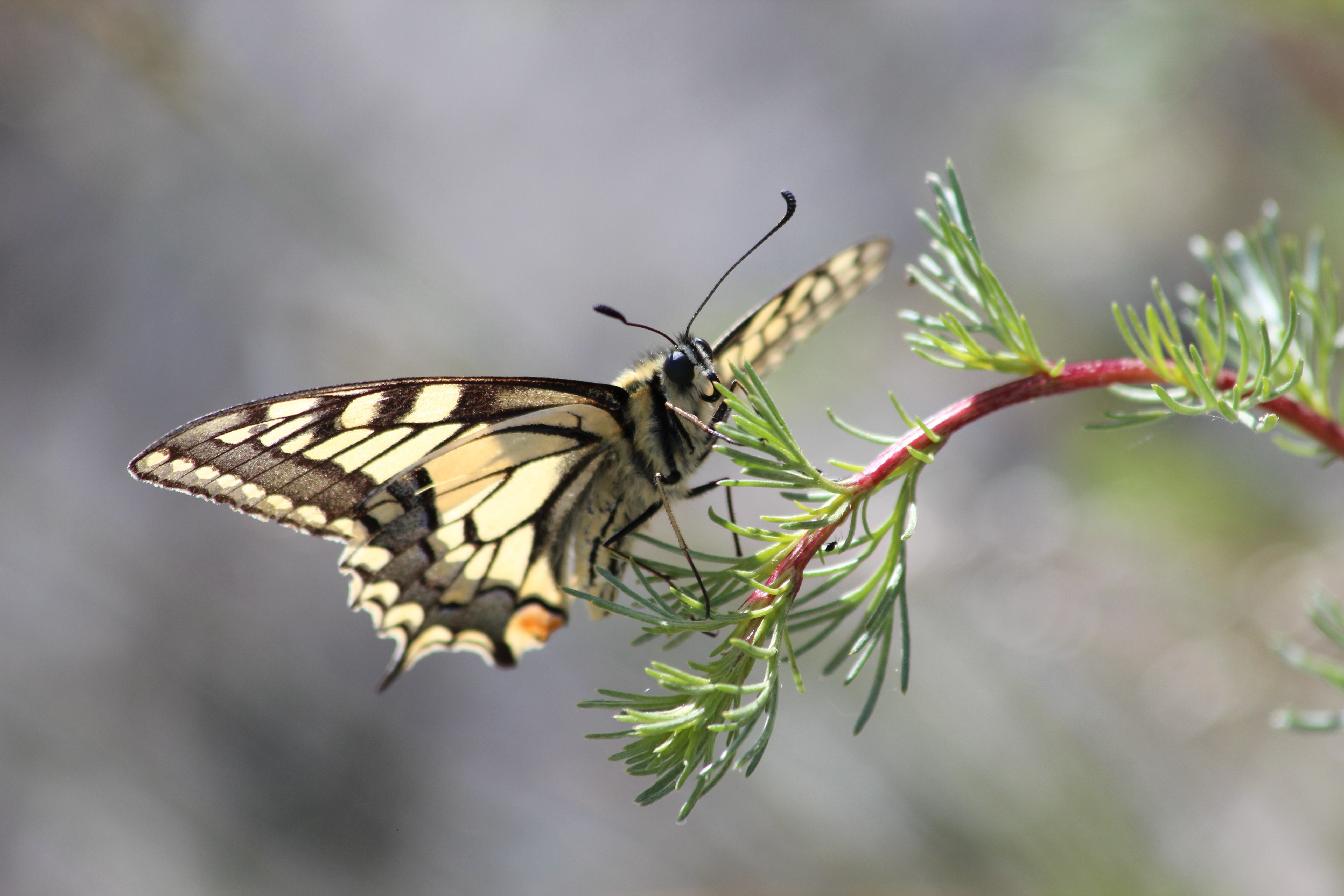 Бабочка с желтыми крыльями. Бабочка Естественные. Рыжая бабочка. Бабочки в естественной среде. Natura Butterfly.