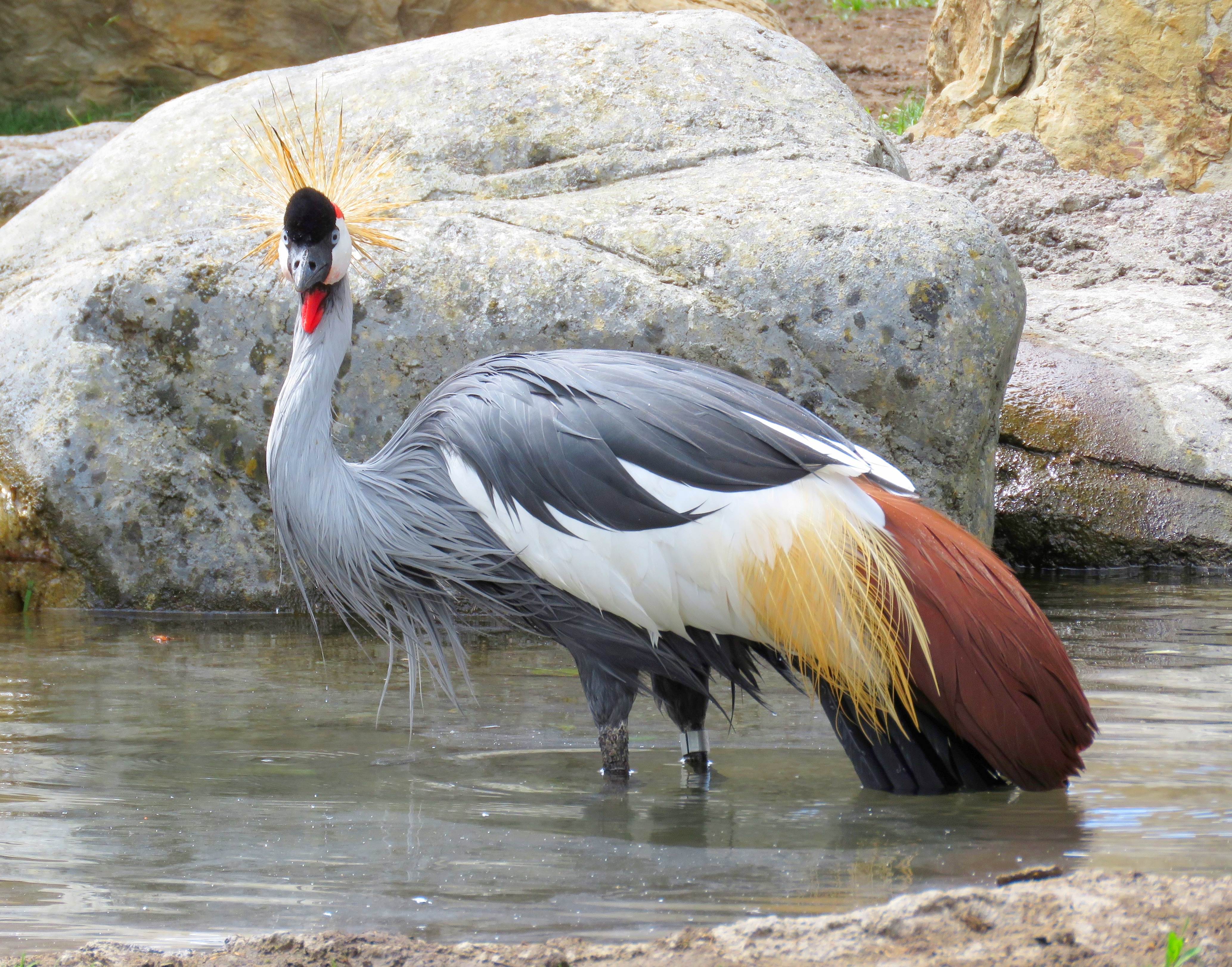 Graceful grey crowned crane in the water free image