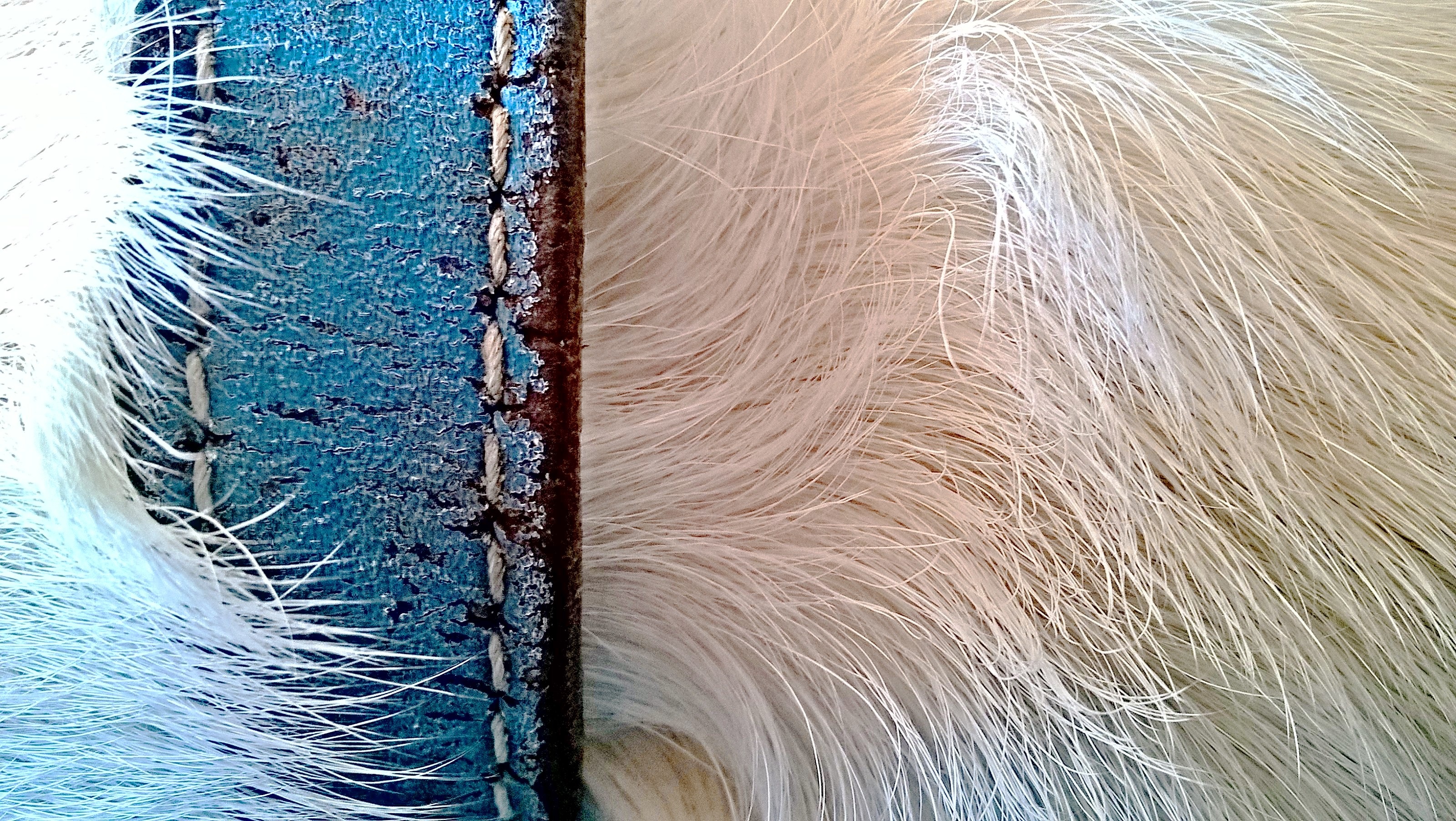 Что такое остевой волос у собаки