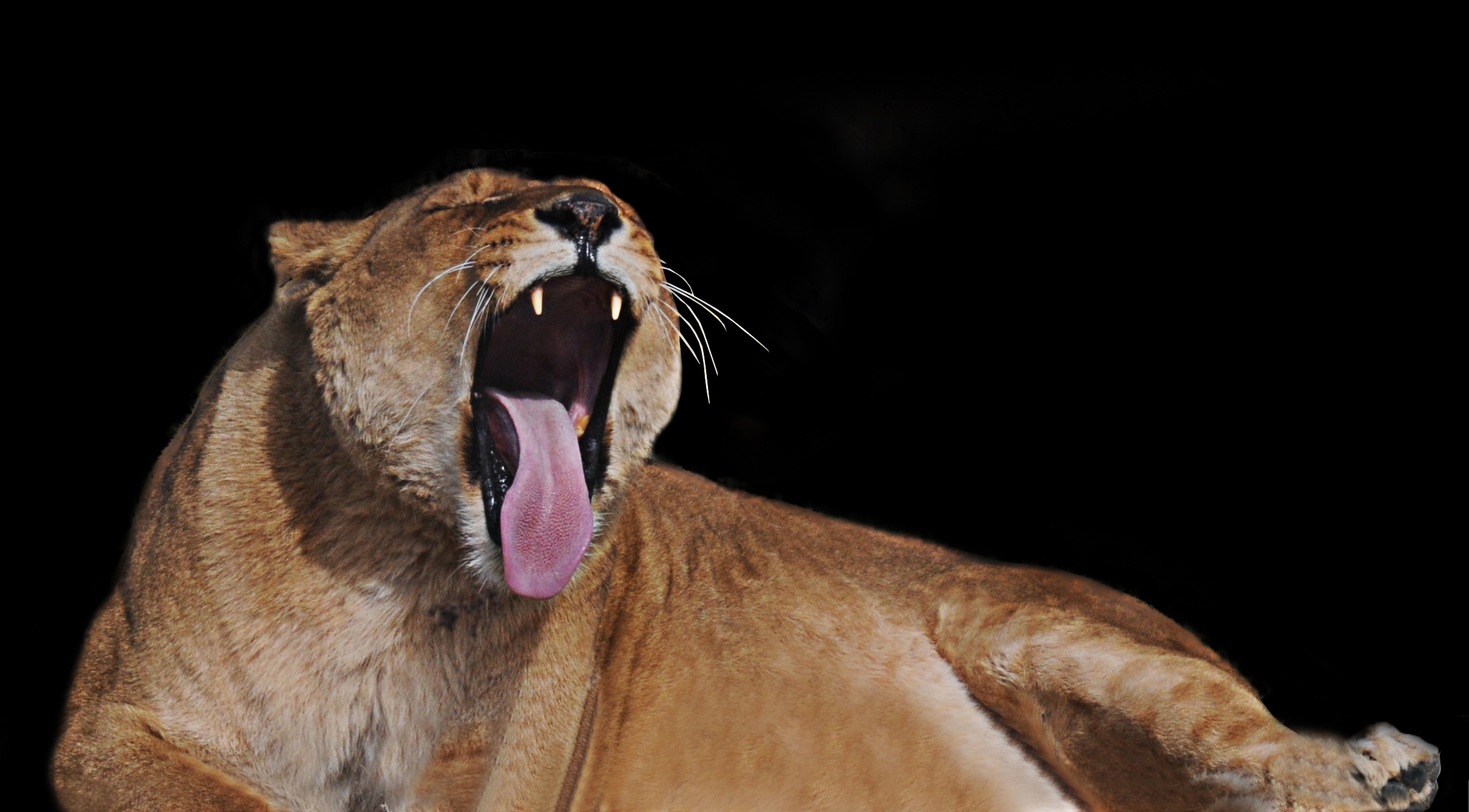 Lioness with open mouth free image download