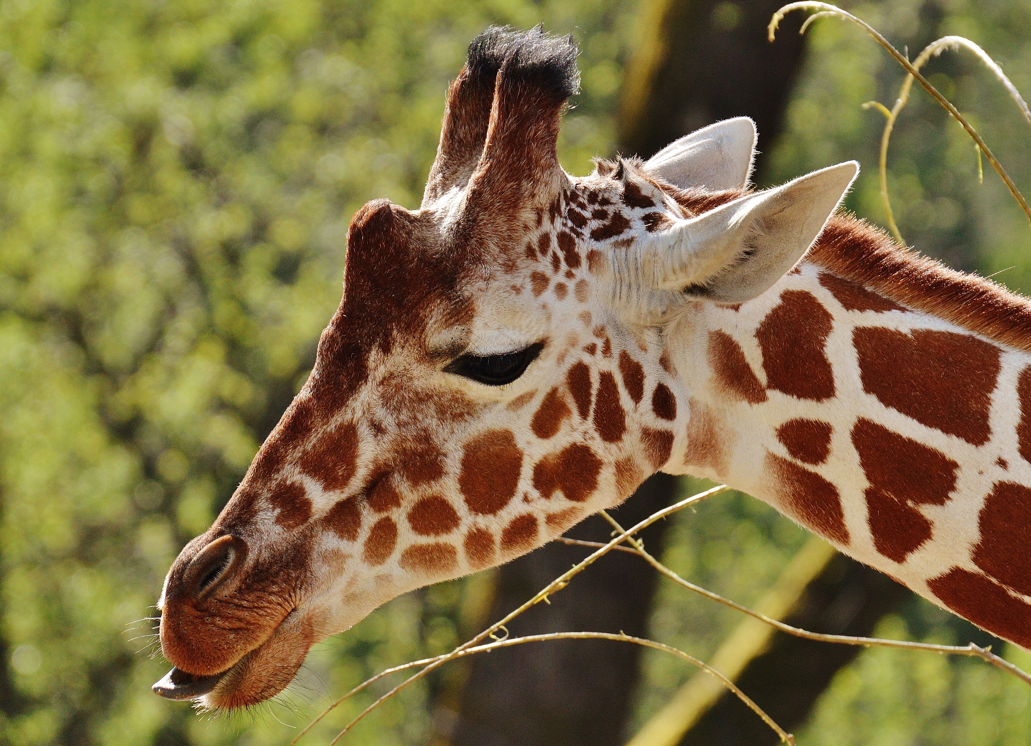 Giraffe Zoo head portrait free image
