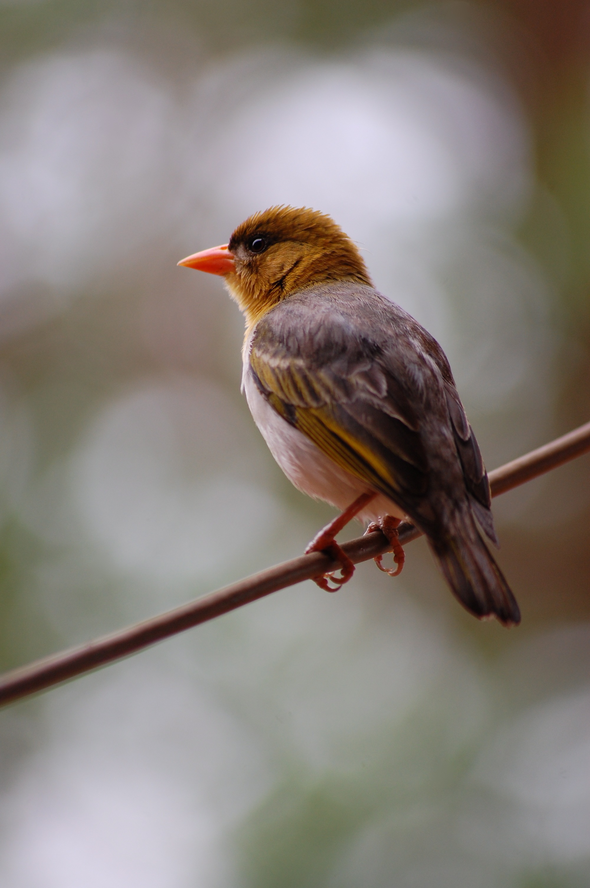 Weaver in the Africa free image download