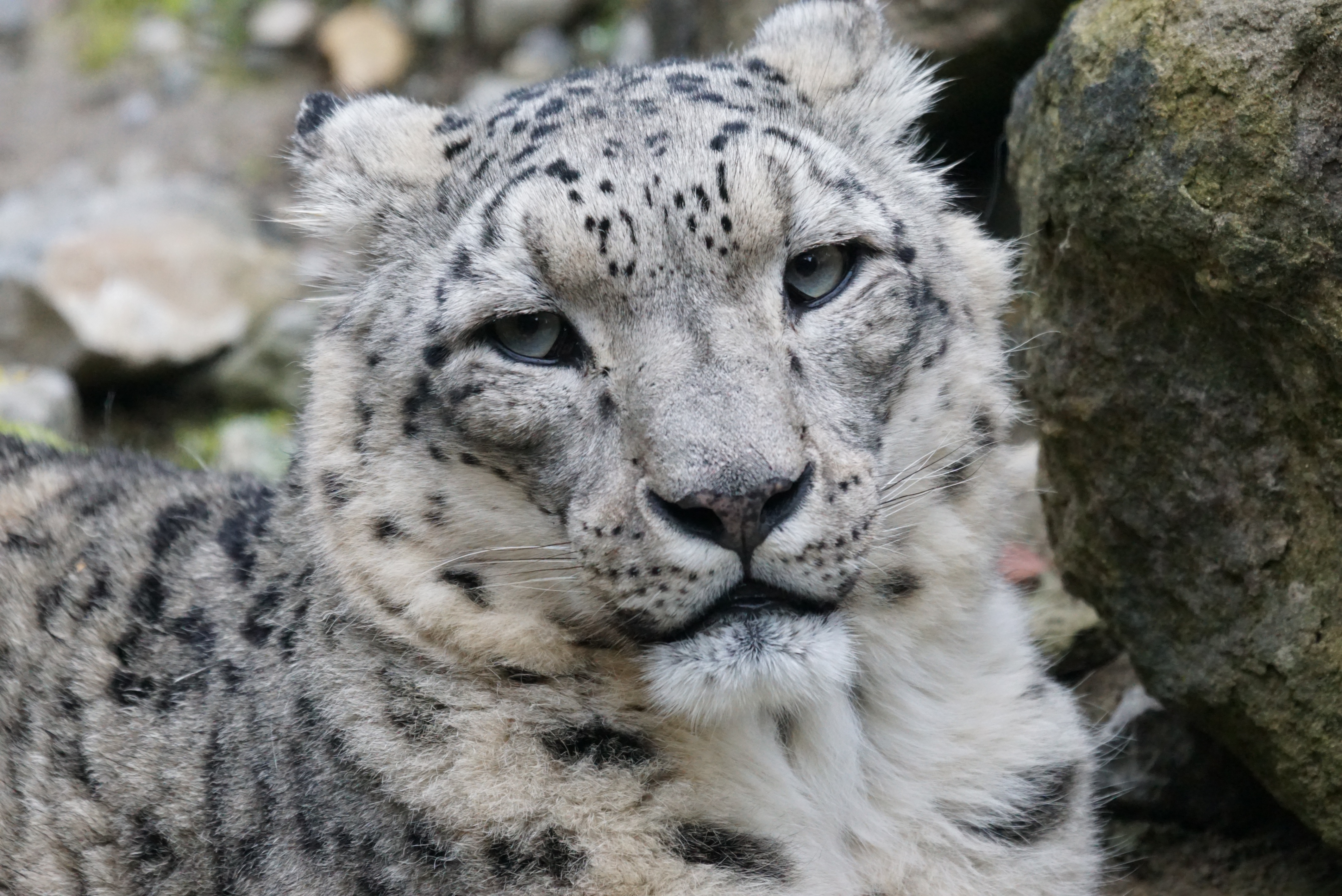 Male Snow Leopard At Rock Head Close Up Free Image Download