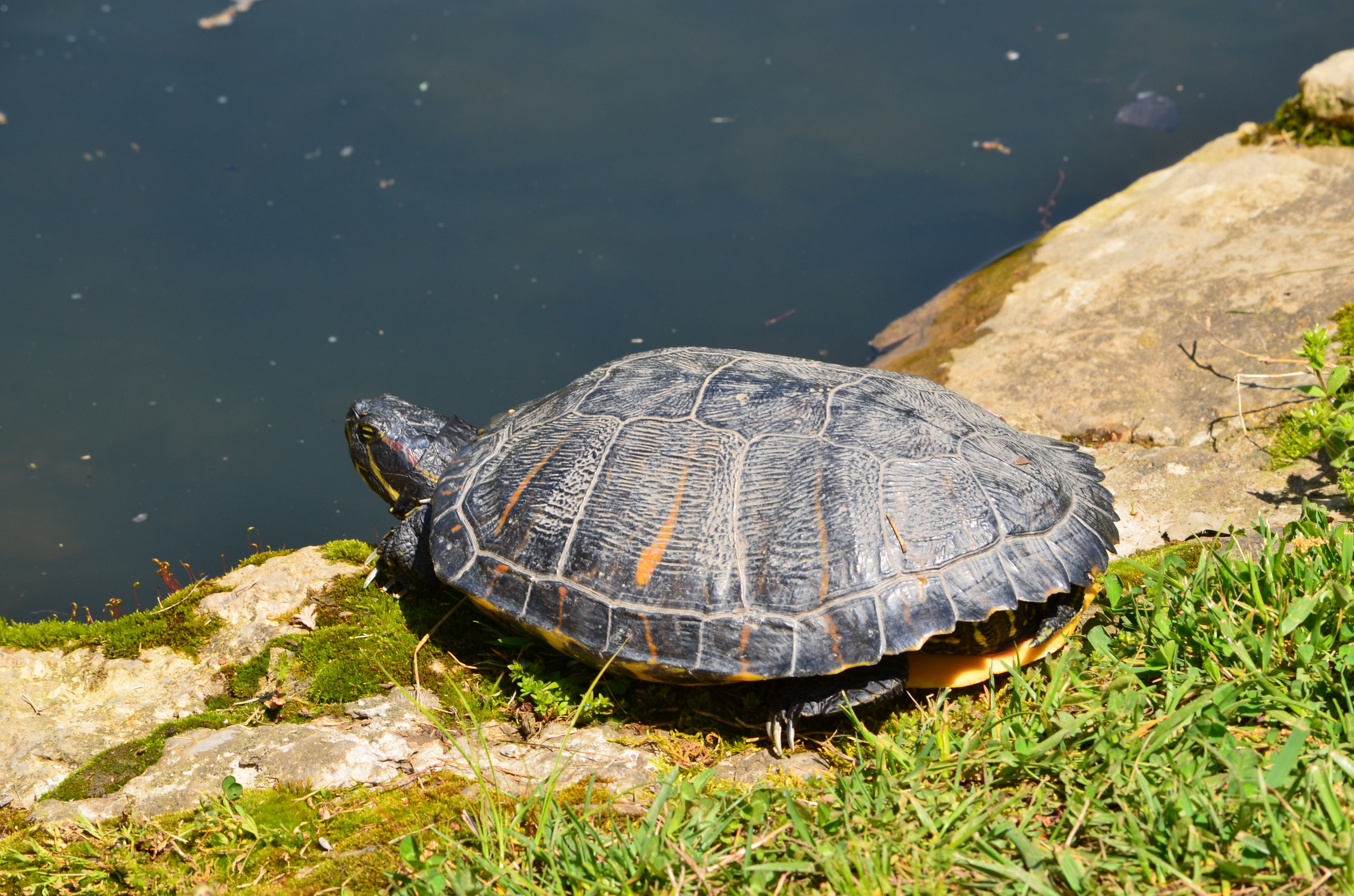 Кумберлендская черепаха