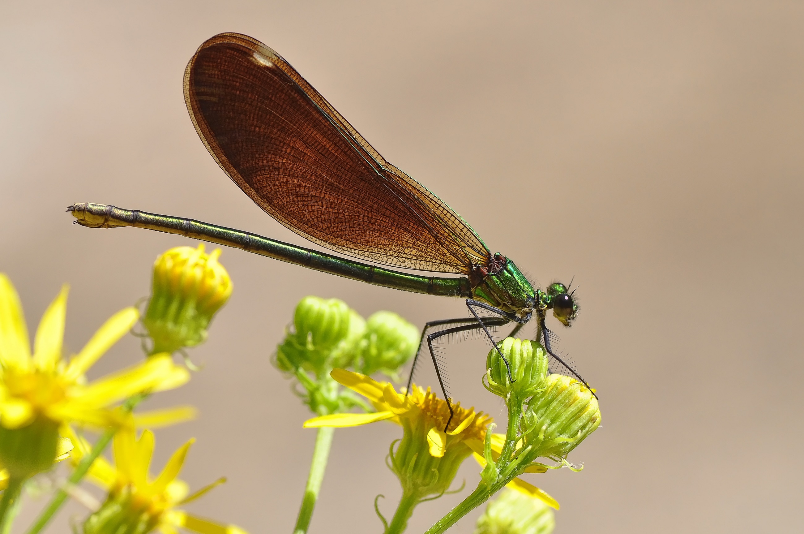 Insect Wings Close Up Free Image Download