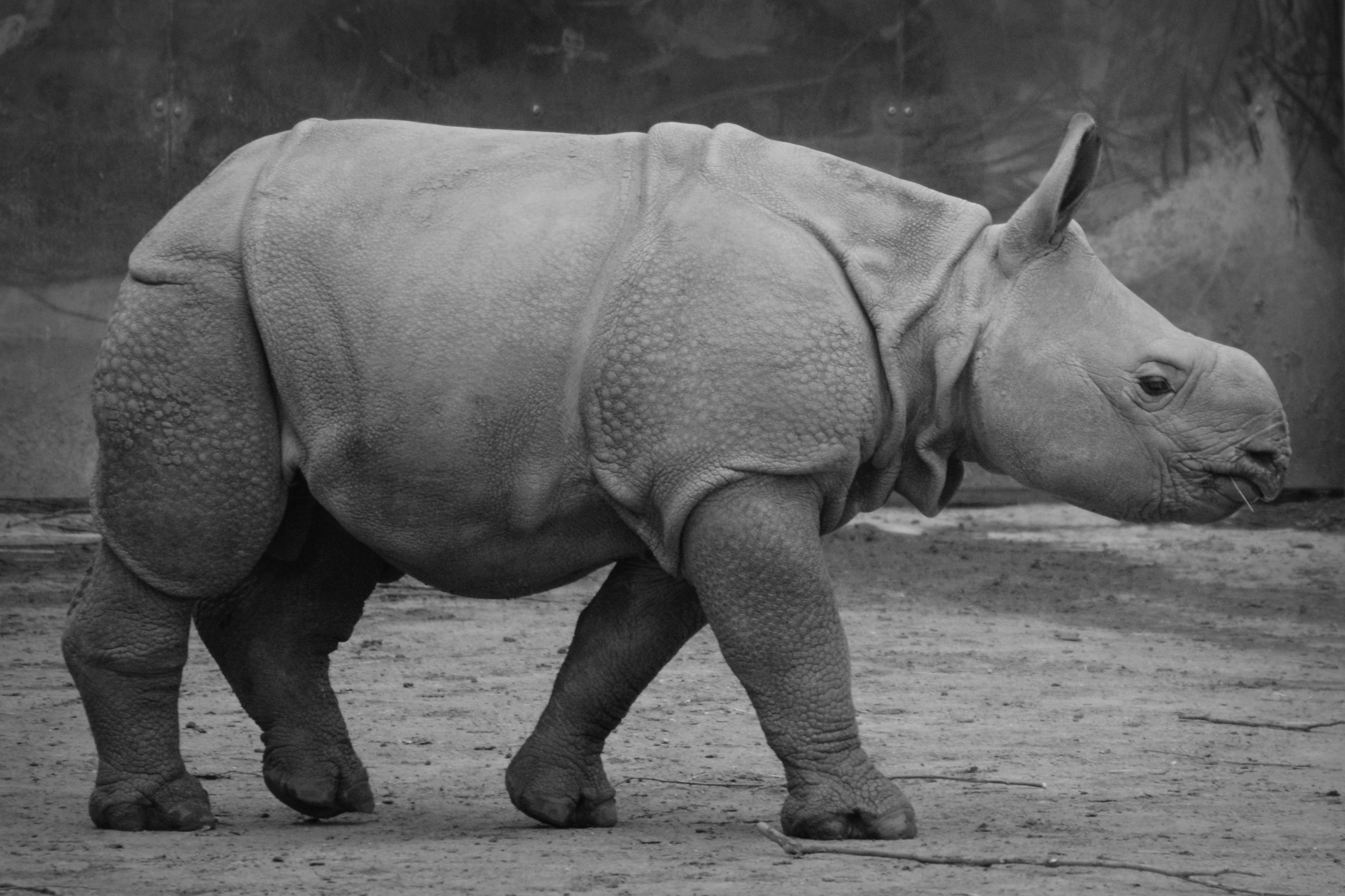 Rhino Baby free image download