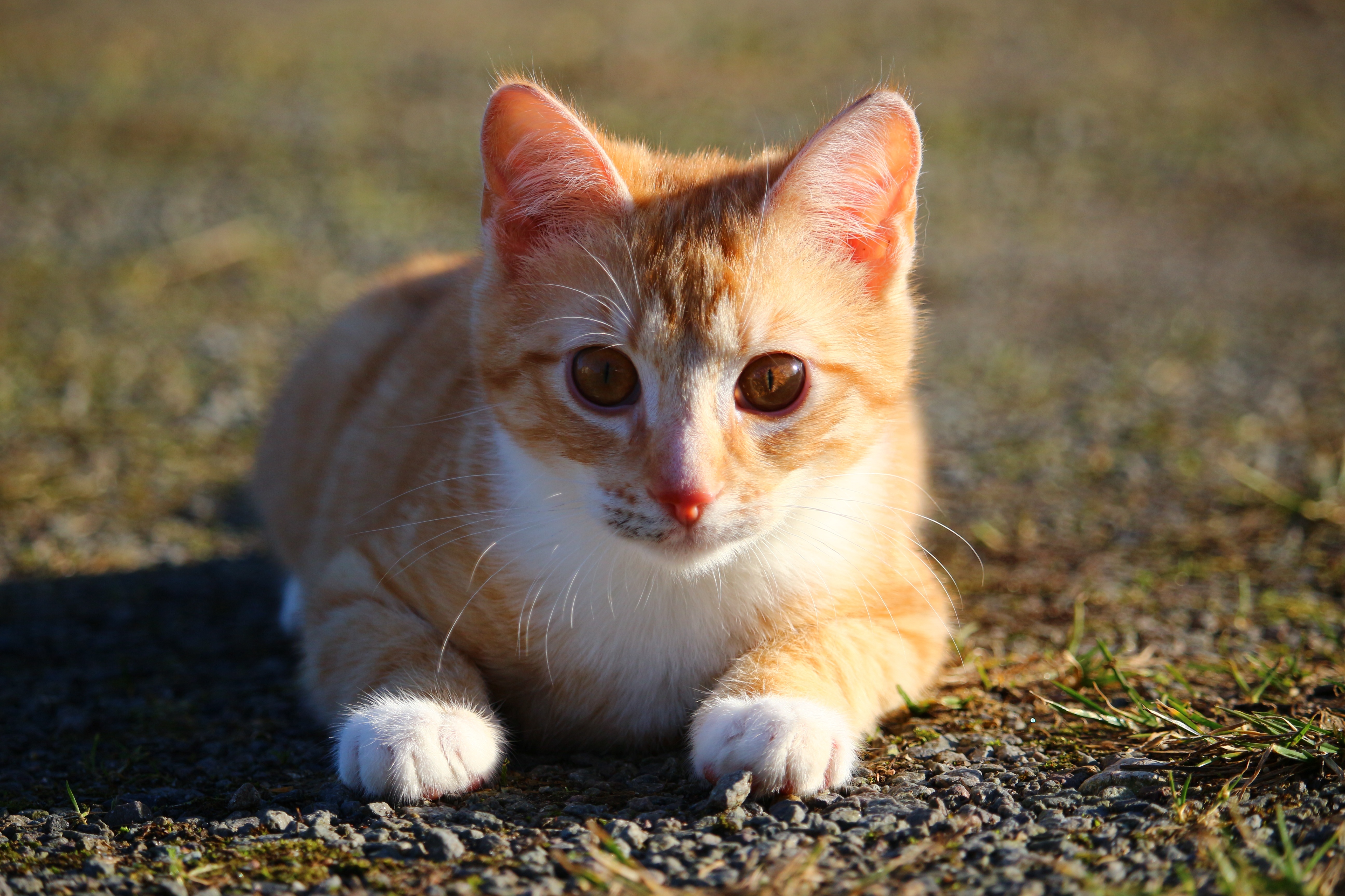 Красный котенок