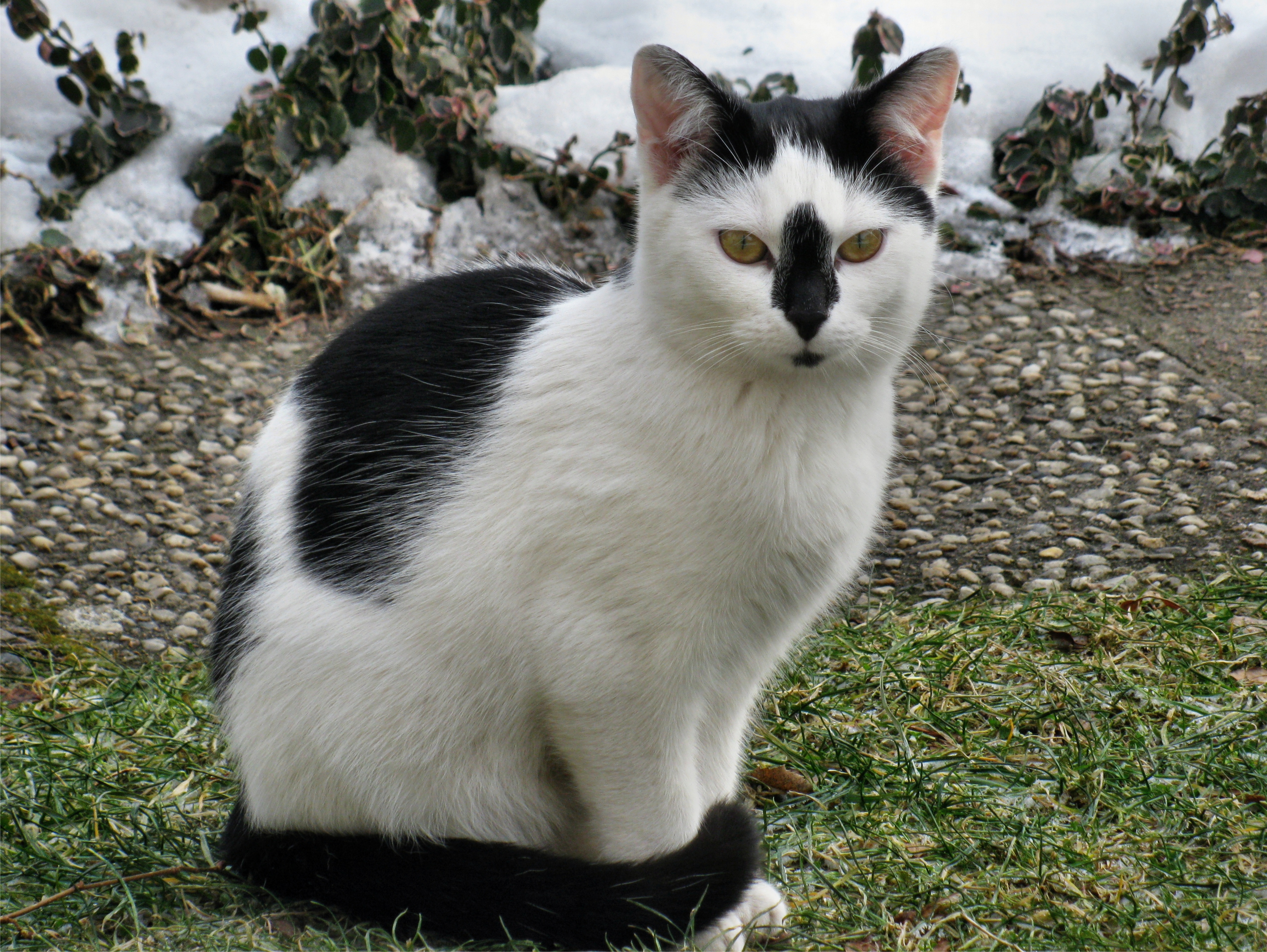 Порода черно белых кошек с фотографиями. Сибирская биколор короткошерстная. Сибирская биколор короткошерстная кошка. Кошка биколор черно-белый. Такседо порода кошек.