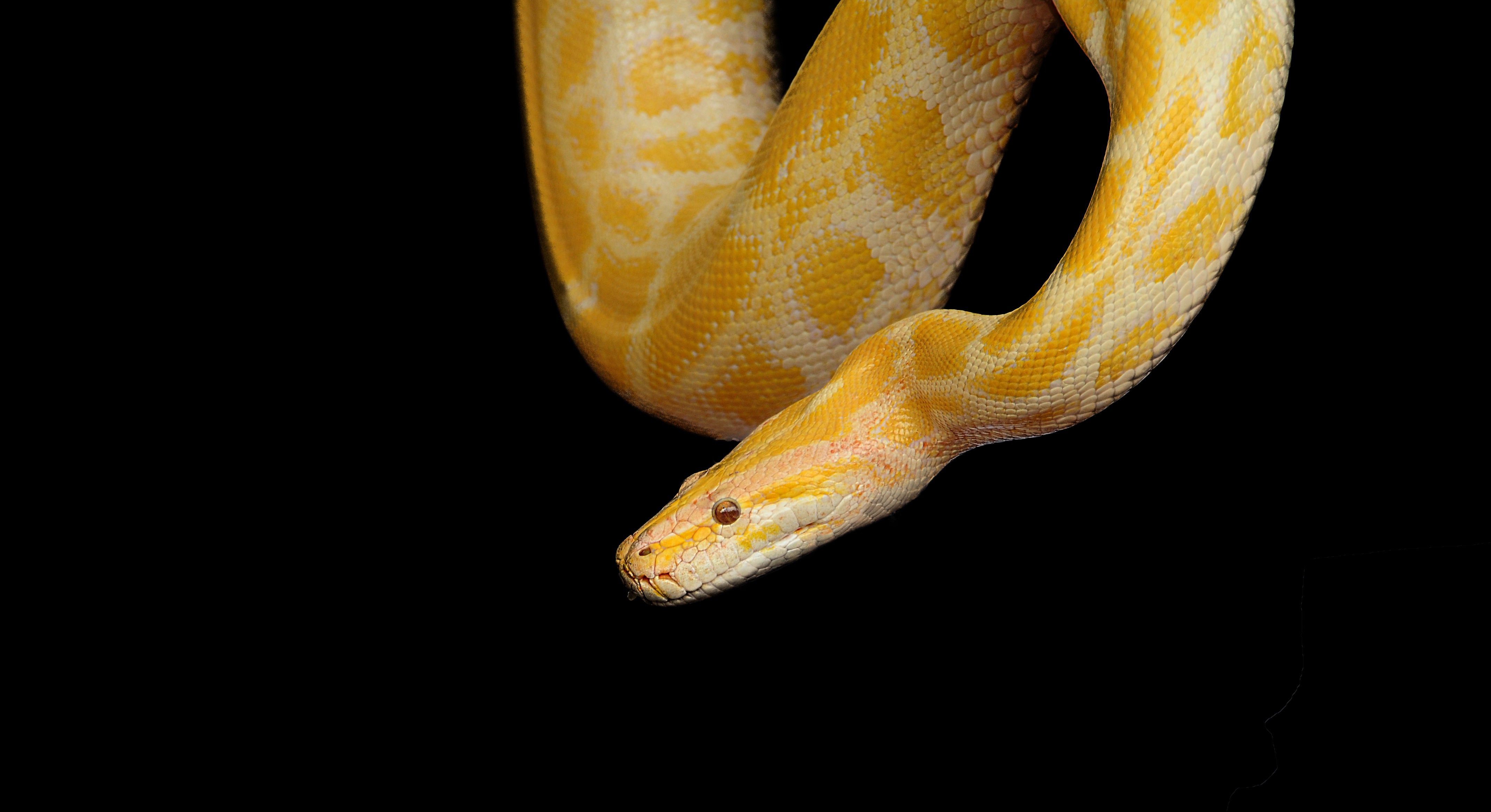 Snake Python Yellow free image download