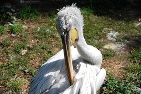 pelican under the bright sun