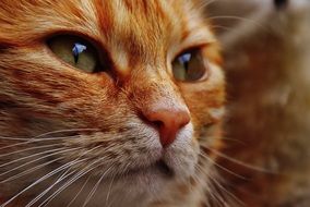 red domestic cat