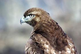 Red Tailed Hawk in the wildlife